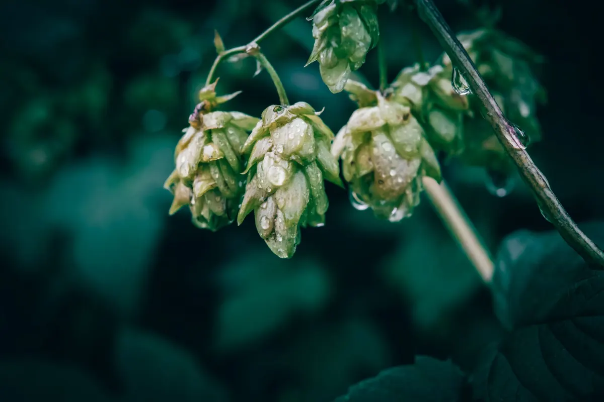 How to Dry Hop Beer Without Oxidation: Techniques for Homebrewers